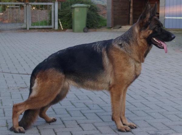 Zambi von Babylon