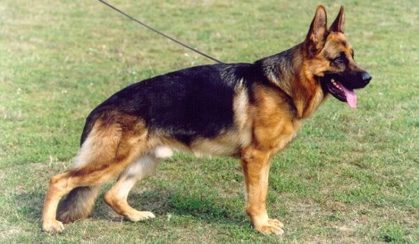 Athos vom Hasenborn