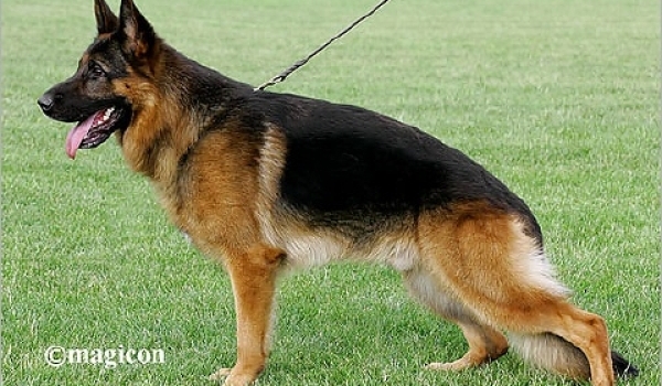 Ritmo von Arlett