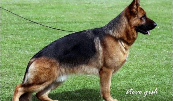 Zeus del Catone