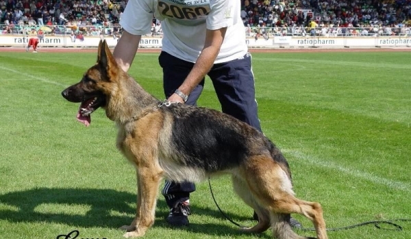 Qualli von der Flur