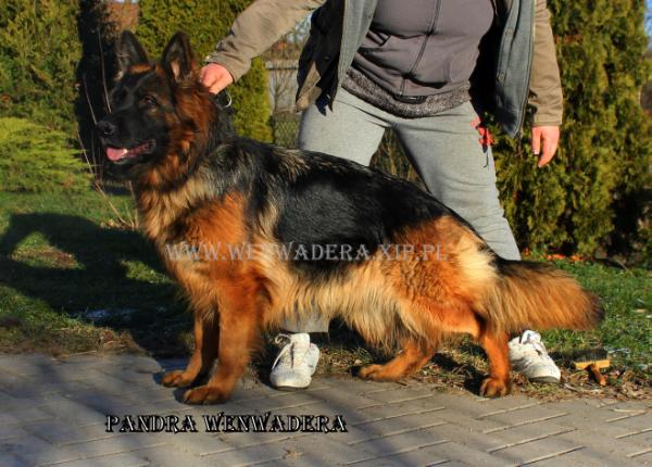 Pandra Wenwadera