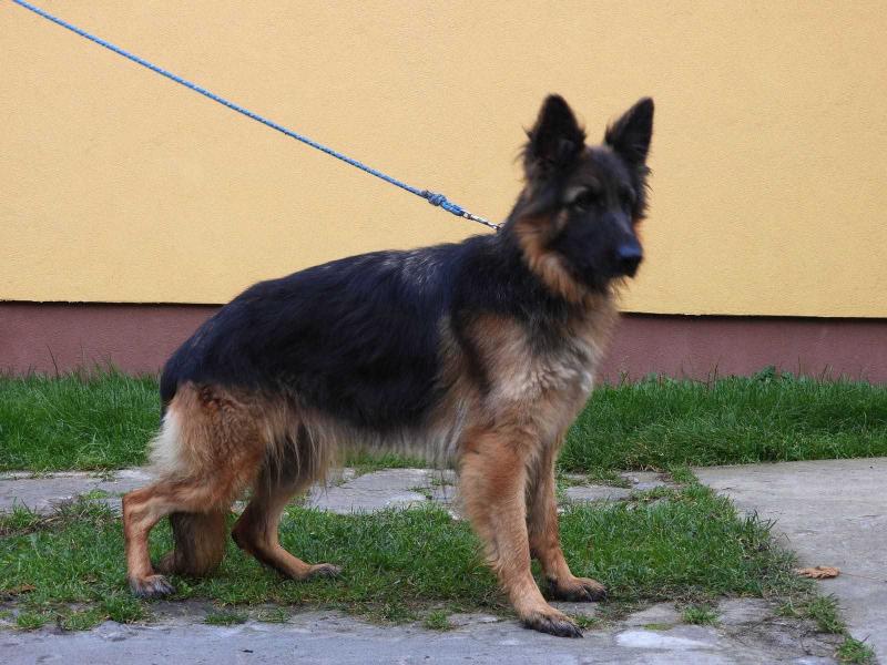GOLDI Vanos Poland