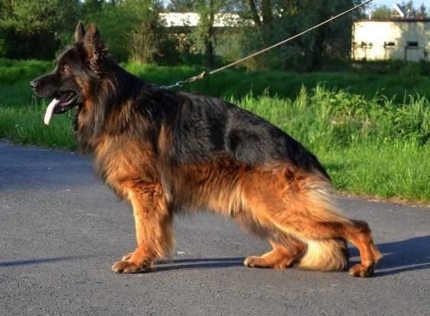 Fedon von Babylon