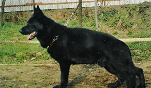 Faraon Vogerland