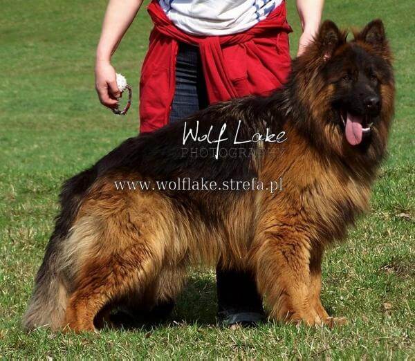 ATOS Wolf-Max