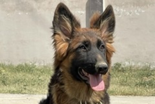 Tibsy vom Zeus Wolf