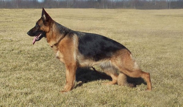 Skeidar's Yasmin