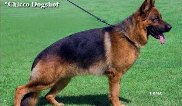 Chicco Dogshof