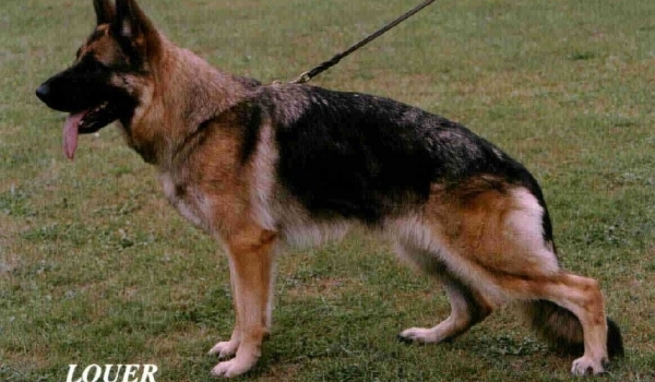 Vienchen von Arlett