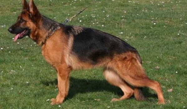 Quena von der Zenteiche