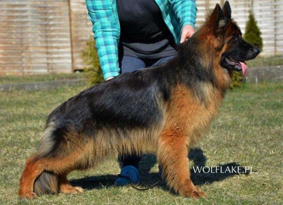 Ramy wolf lake