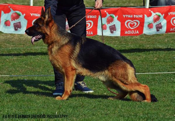 Voley Topolovnicki