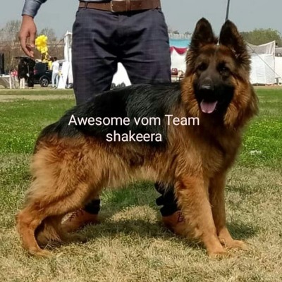 Awesome vom Team Shakeera