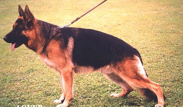 Stano vom Hasenborn
