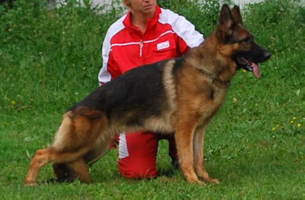 Saba Sukcesor