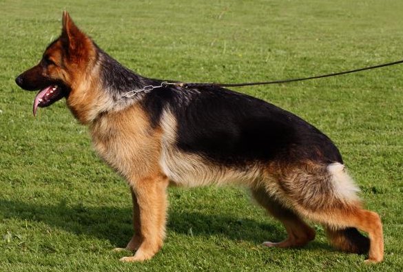 Olexius Imola