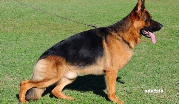 Fulz di Zenevredo