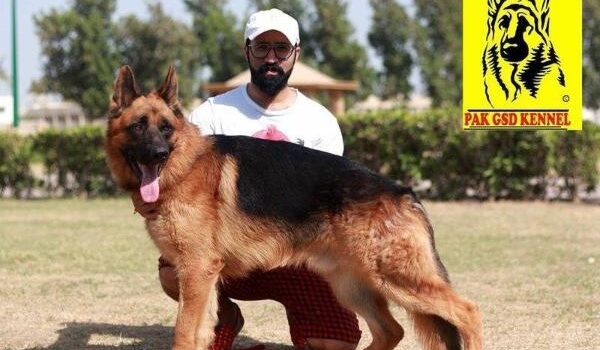 Arko vom Lowenhund