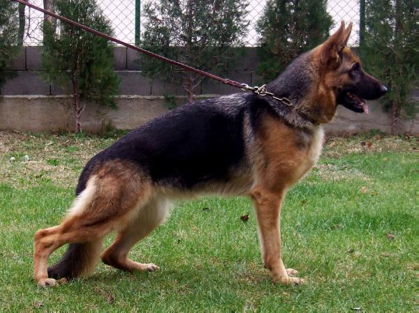 Diva Topolovnicka 1