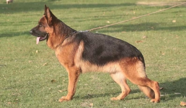 Feiko von Bad-Boll