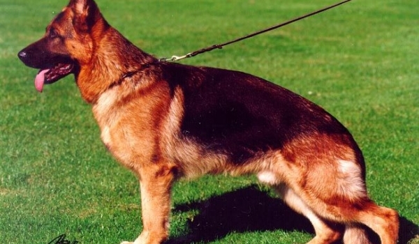Paka Torino