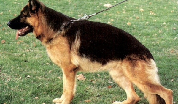 Yanos von Basilisk
