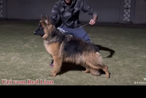 Uri vom Red Lion