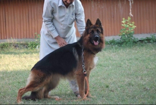 Simba vom Kashmir Hills