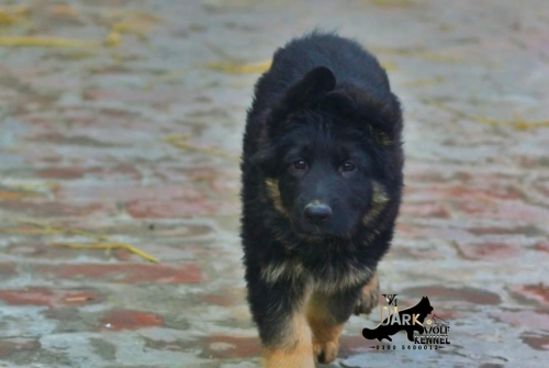 Ian vom Dark Wolf