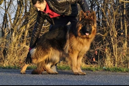 Corsa Red-black dog