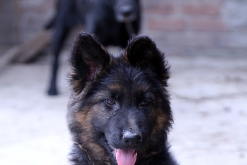 Karma vom Zeus Wolf