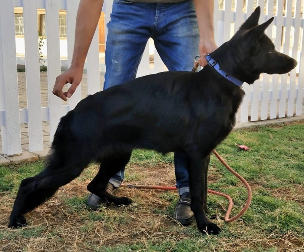 Laila vom Blue Star