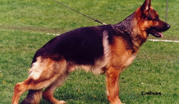 Mack von Aducht