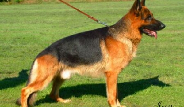 Maffay von Arminius