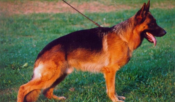 Xandor von Tronje