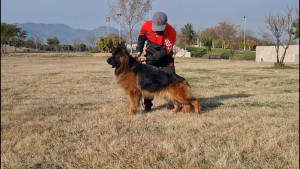 Balto von HKS