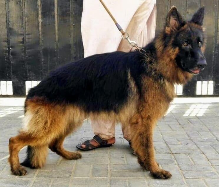 Wolf vom Beast Wolf