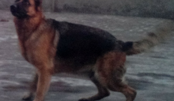 Bonnie vom Jupiter