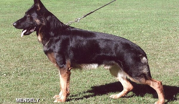 Falk von den Wolfen