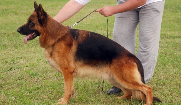 Puma d'Ulmental