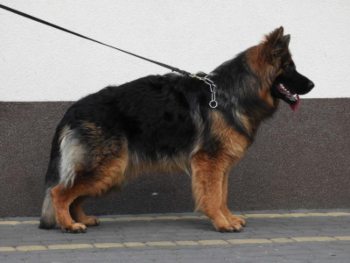 Toxa House Guard FCI