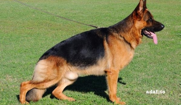Fulz di Zenevredo