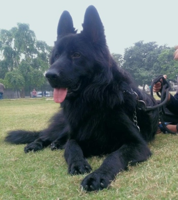 Carlos Vom Spark Wolfs