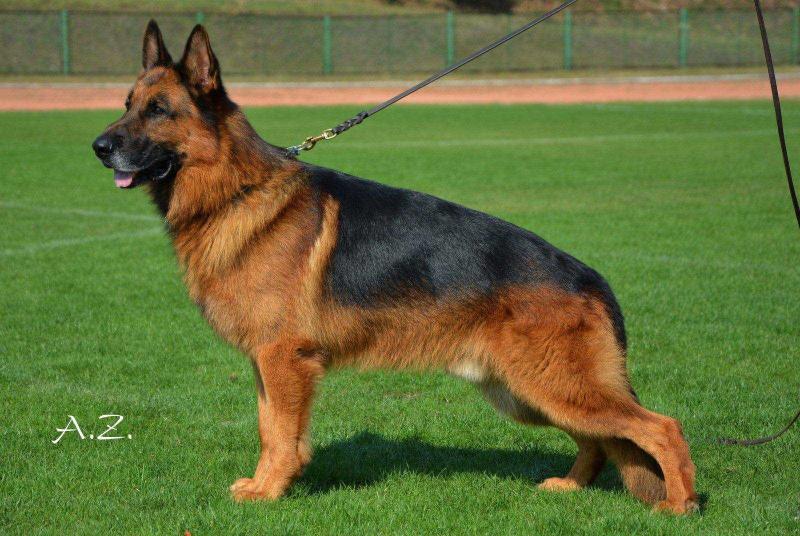 IKON z KRYWLAN