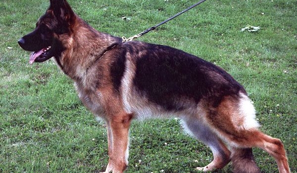 Champ von Dakota