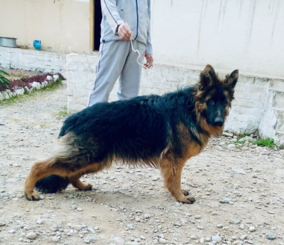 Barani vom K9 Shepherds