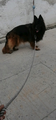 Boni Lupo Buono