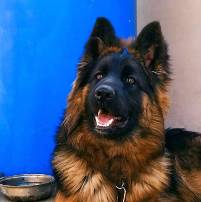 Diva Vom KPK Black Wolf