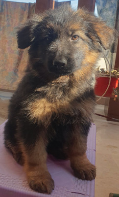 Maxy Vom ATTOCK GSD